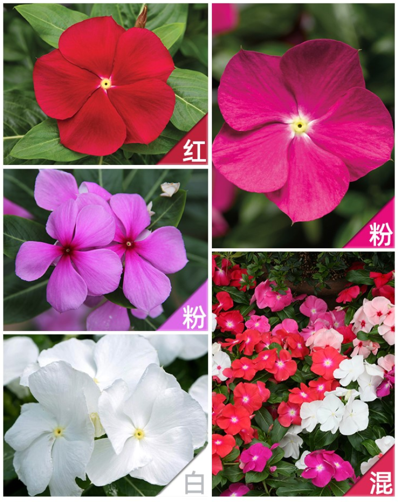 耐寒花种长春花种子日日春天天开种子四季开花易活花籽庭院