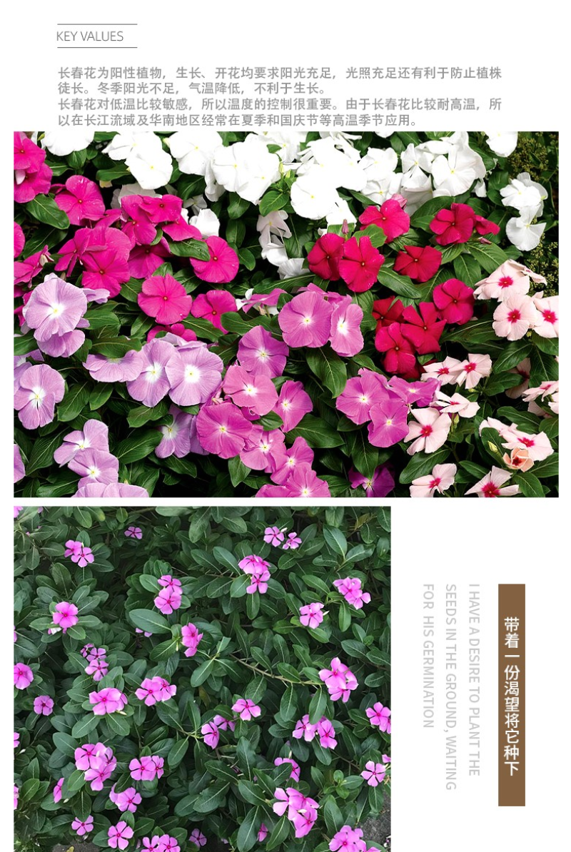 耐寒花种长春花种子日日春天天开种子四季开花易活花籽庭院