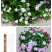 耐寒花种长春花种子日日春天天开种子四季开花易活花籽庭院