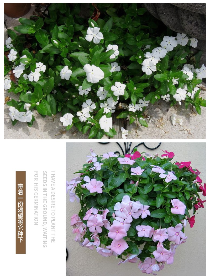 耐寒花种长春花种子日日春天天开种子四季开花易活花籽庭院