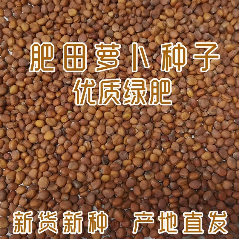新品肥田萝卜种子，满园花茹菜种籽天然高产绿肥种子种子批发