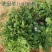 新品肥田萝卜种子，满园花茹菜种籽天然高产绿肥种子种子批发