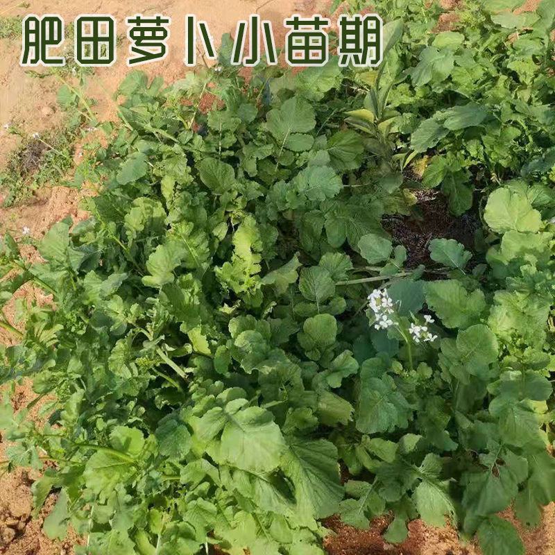 新品肥田萝卜种子，满园花茹菜种籽天然高产绿肥种子种子批发