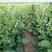 新品肥田萝卜种子，满园花茹菜种籽天然高产绿肥种子种子批发