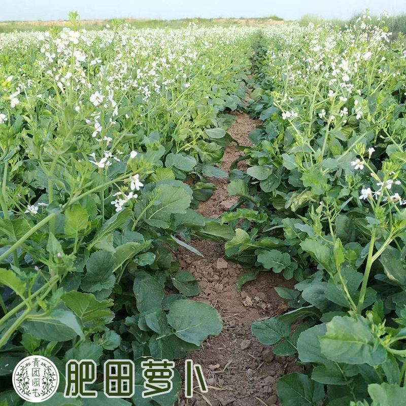 新品肥田萝卜种子，满园花茹菜种籽天然高产绿肥种子种子批发