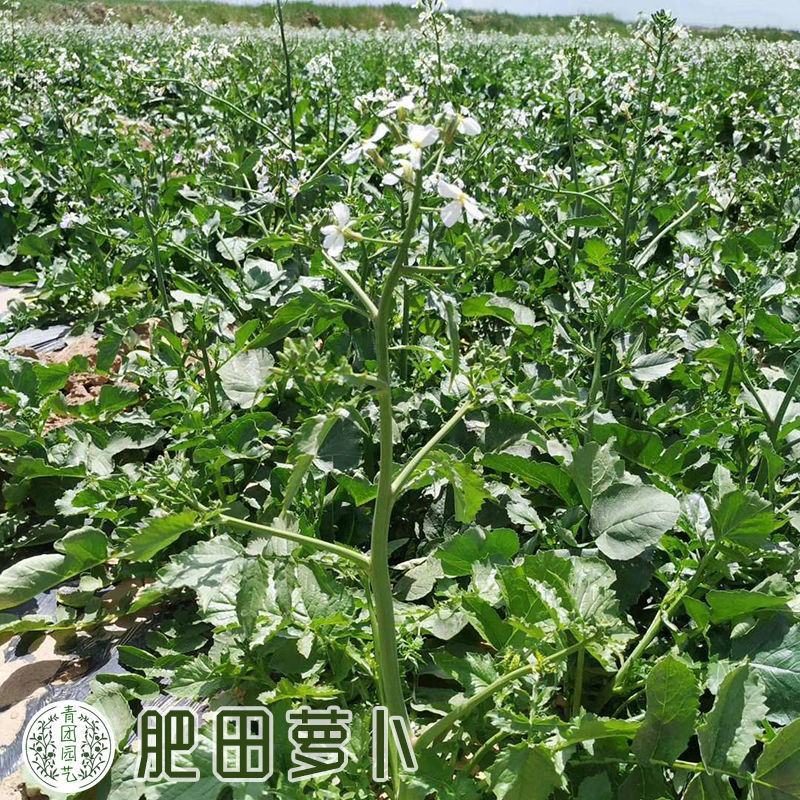 新品肥田萝卜种子，满园花茹菜种籽天然高产绿肥种子种子批发