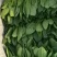 菠菜大叶菠菜内蒙古精品菠菜大量上市欢迎咨询