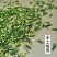 莲子心泡水泡茶正品泡水莲子芯干货非特级莲芯莲子心干货