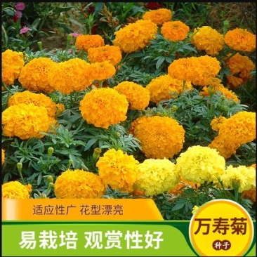 万寿菊种子耐寒花卉籽大花室内盆栽春秋四季开花室外庭院易活