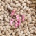 四川金堂新鲜花生红米花生两粒红新鲜花生水洗红米机洗花生