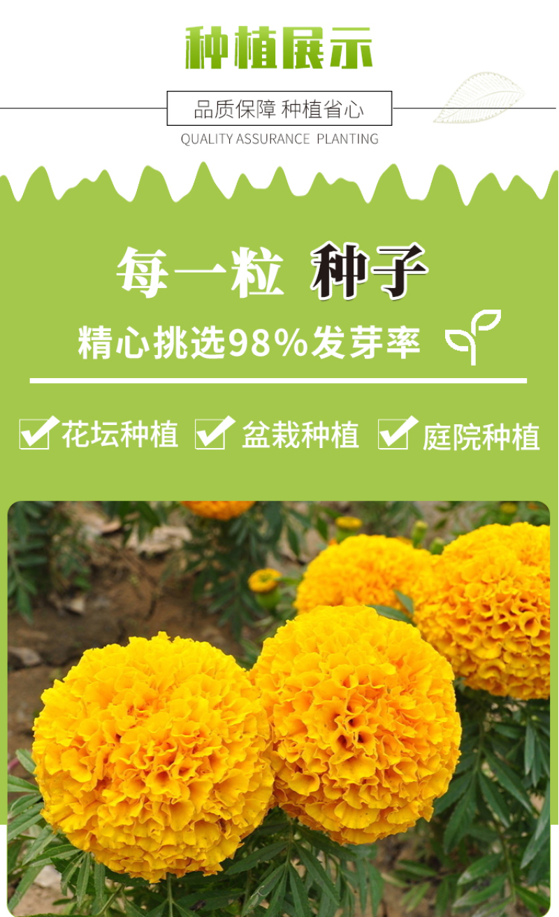 万寿菊种子耐寒花卉籽大花室内盆栽春秋四季开花室外庭院易活