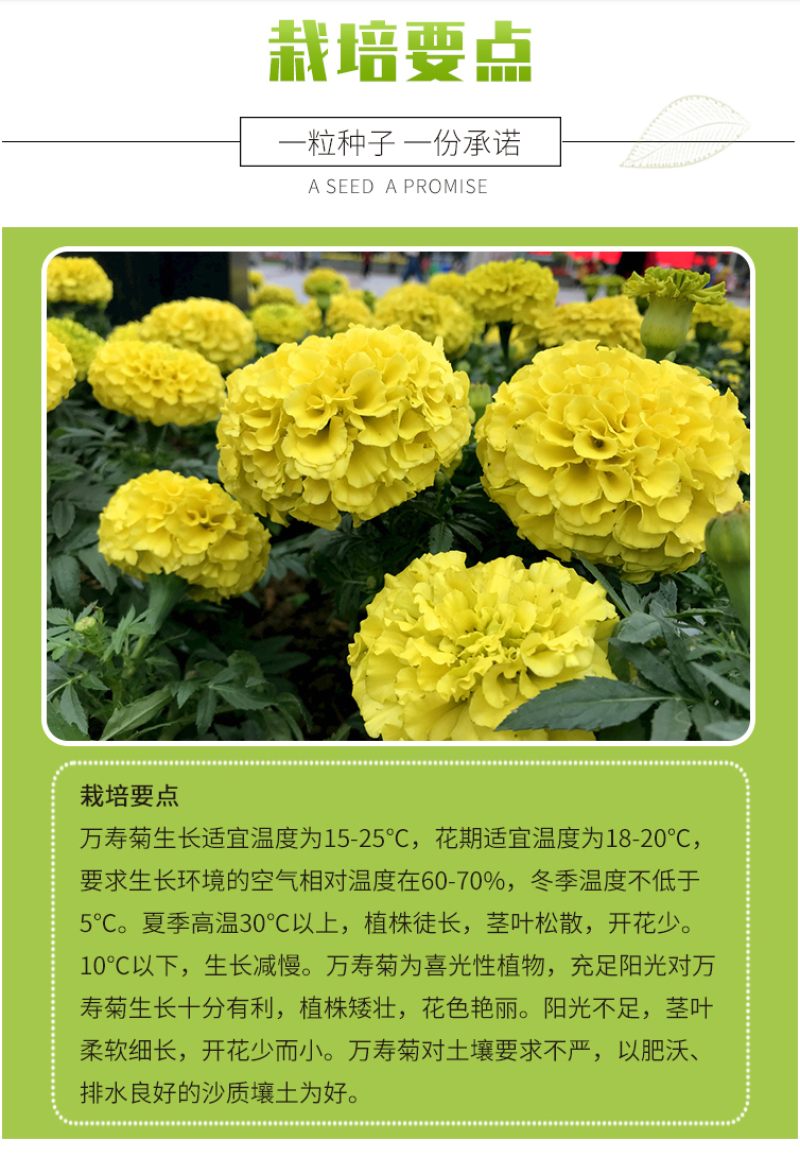 万寿菊种子耐寒花卉籽大花室内盆栽春秋四季开花室外庭院易活