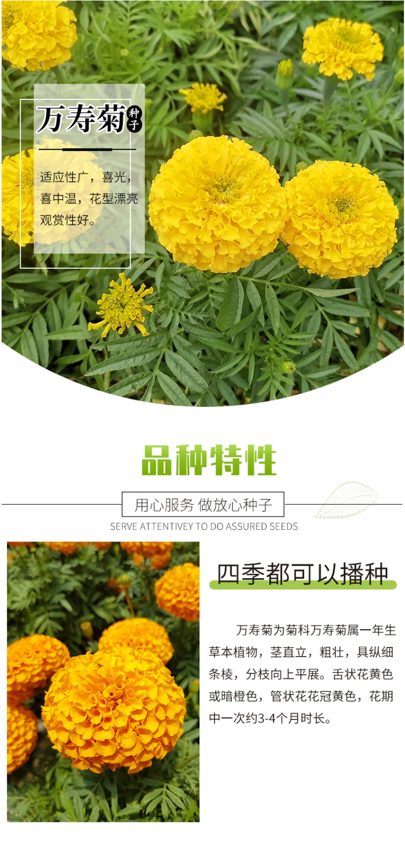 万寿菊种子耐寒花卉籽大花室内盆栽春秋四季开花室外庭院易活