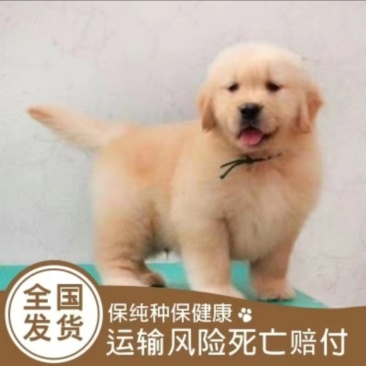 金毛价格金毛幼崽价格金毛幼犬价格平台推荐视频挑选