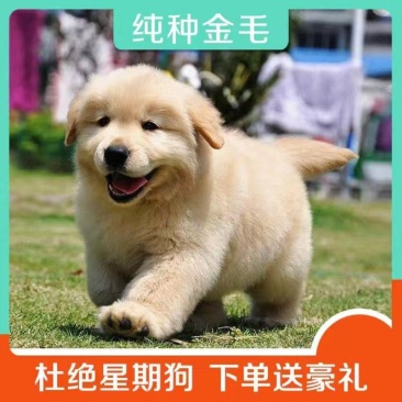 金毛狗崽金毛小狗价格哪里的金毛好视频挑选全国包邮