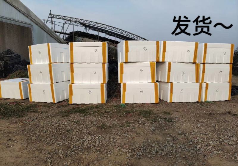 嫁接大红西红柿苗嫁接番茄苗抗病毒抗死棵苗厂直发