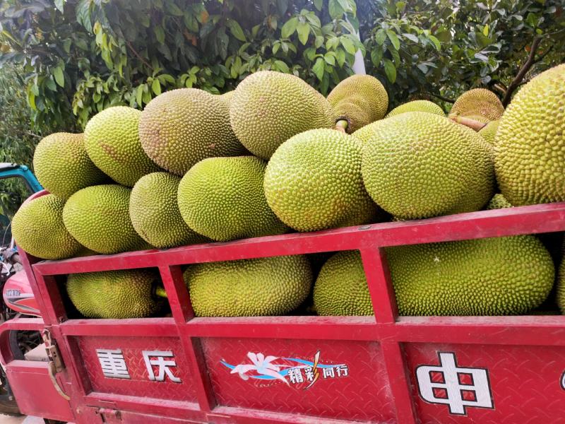 马来西亚1号