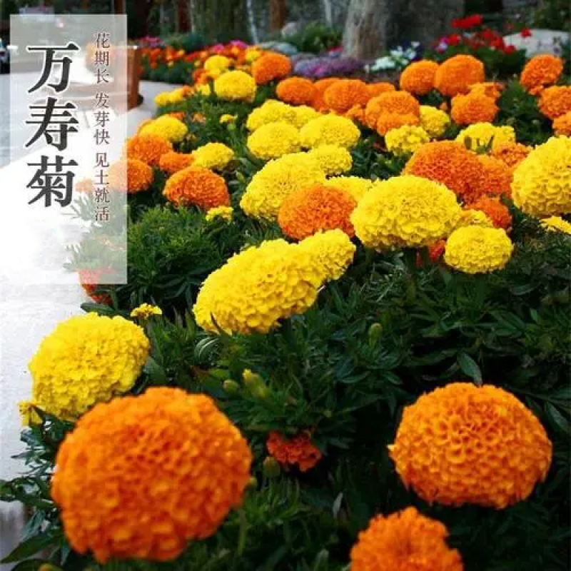 万寿菊种子耐寒花卉籽大花室内盆栽春秋四季开花室外庭院易活