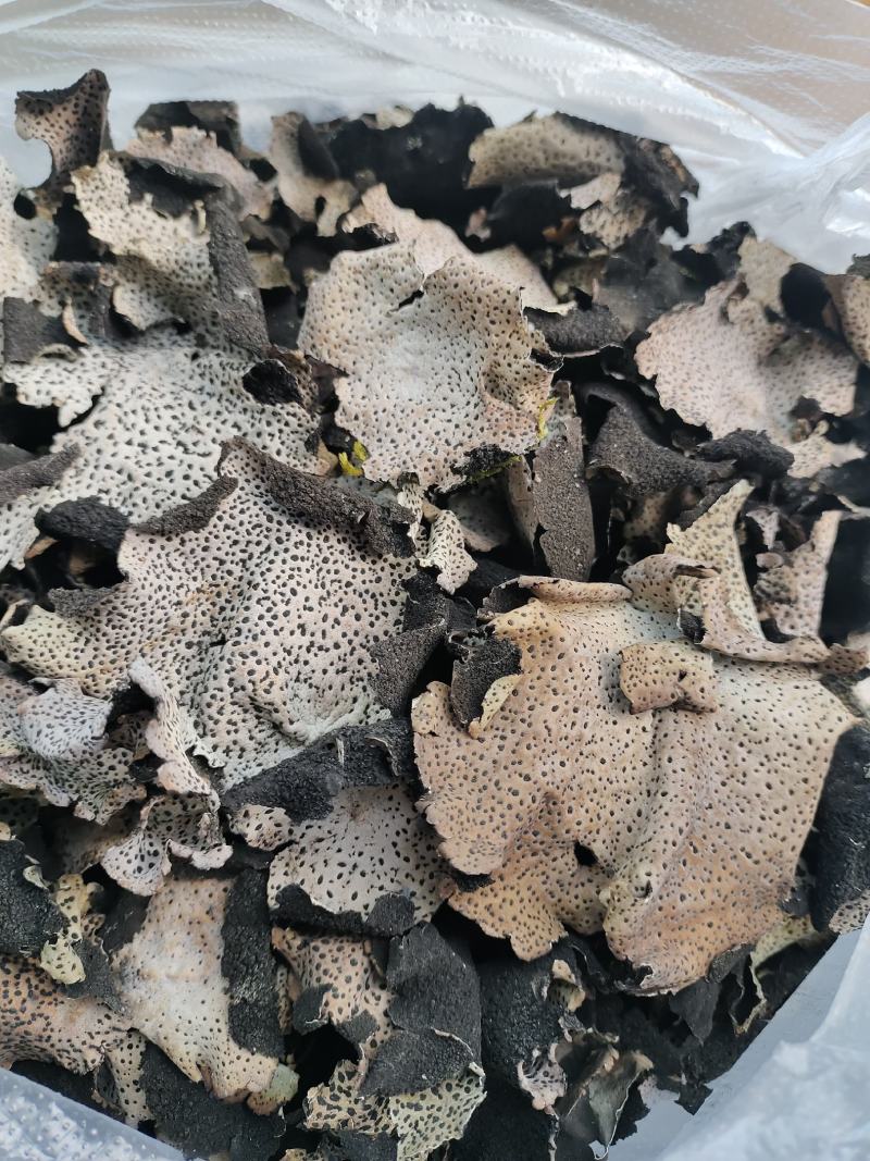 石耳，云南高山野生石耳菌，树石耳，云南石菇，产地一手货源