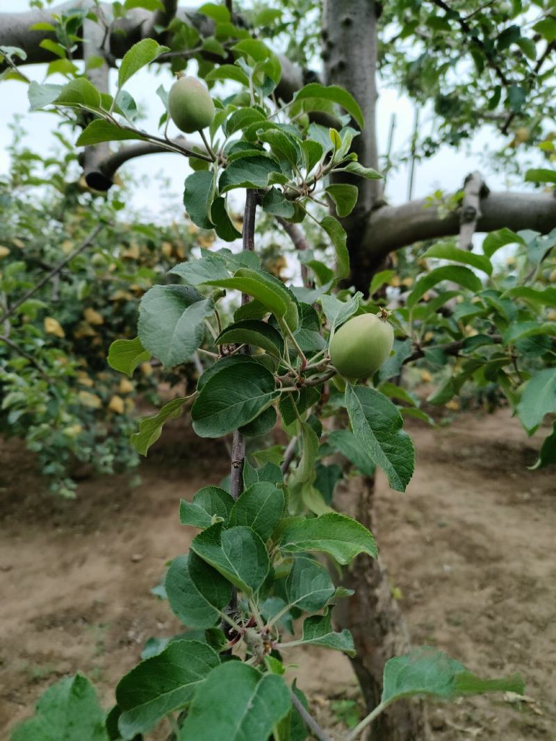 静宁苹果，欢迎光临！