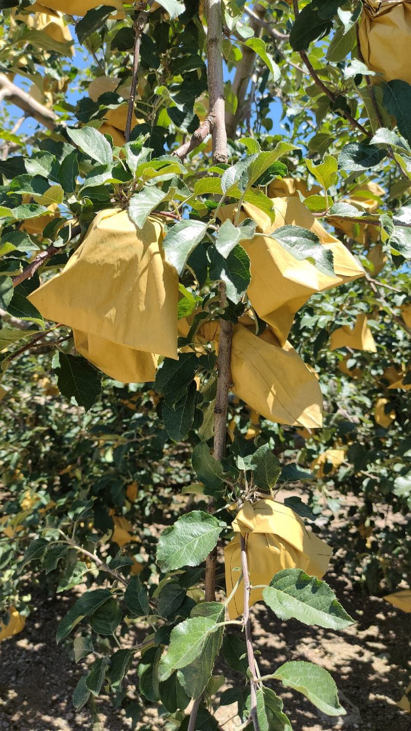 静宁苹果，欢迎光临！