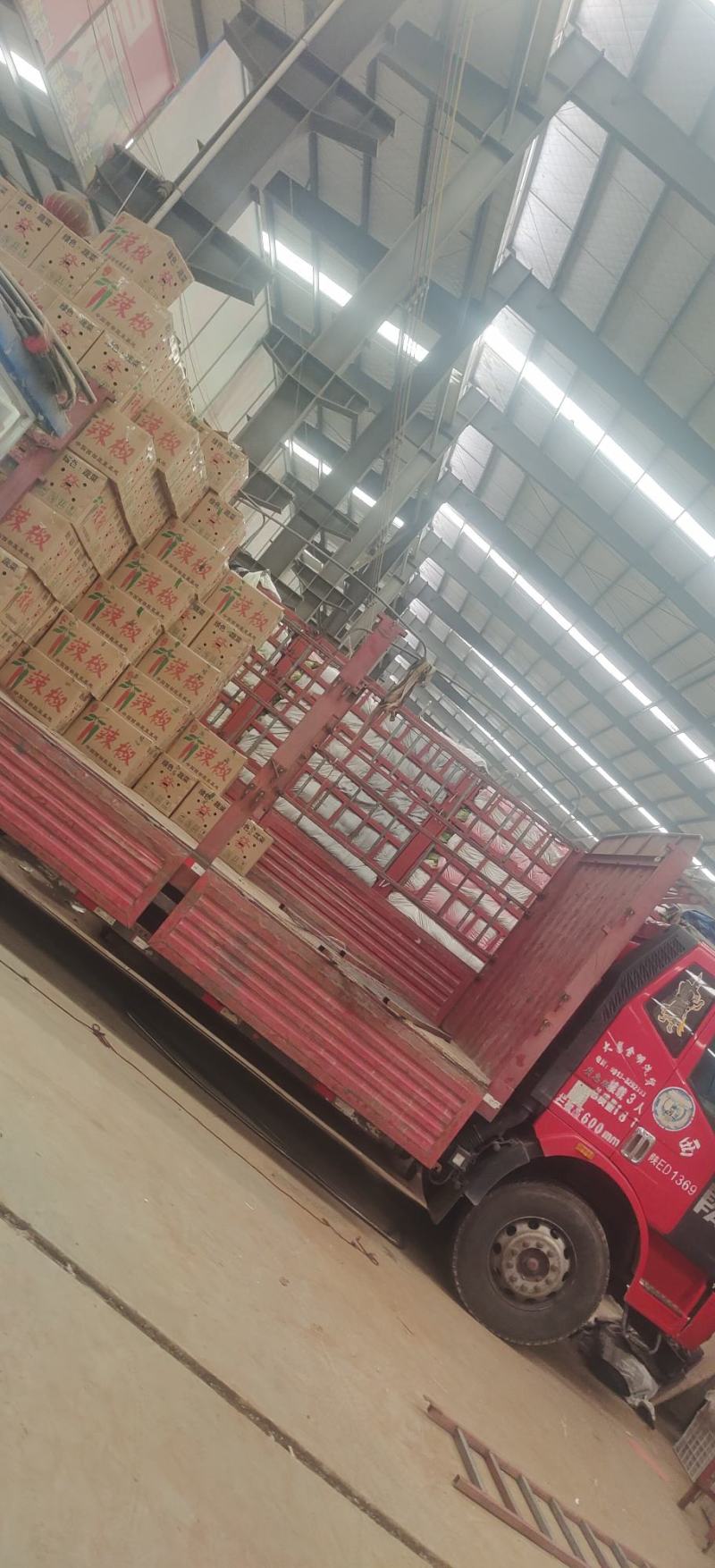 精品牛椒产地直发辣椒精品牛椒质量的确有保障301尖椒