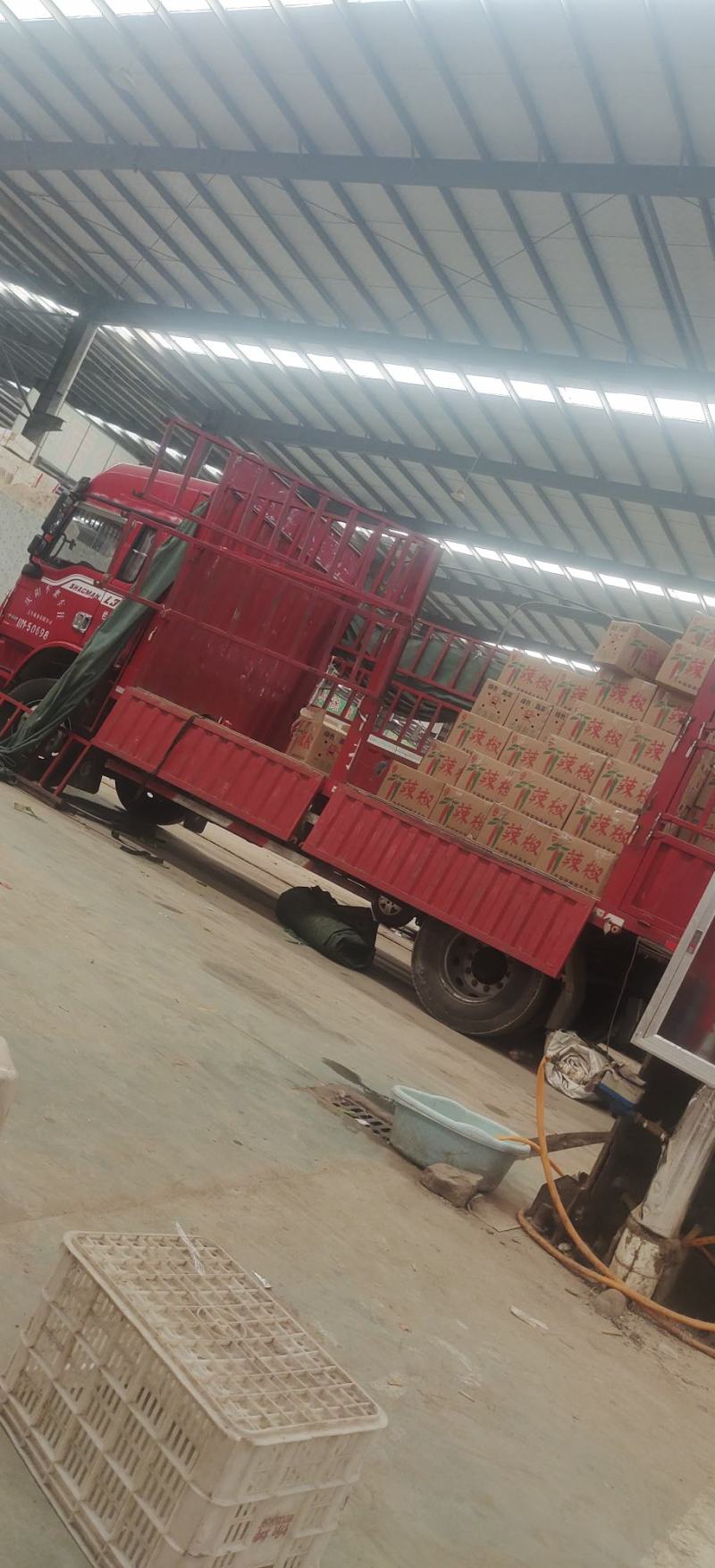 精品牛椒产地直发辣椒精品牛椒质量的确有保障301尖椒