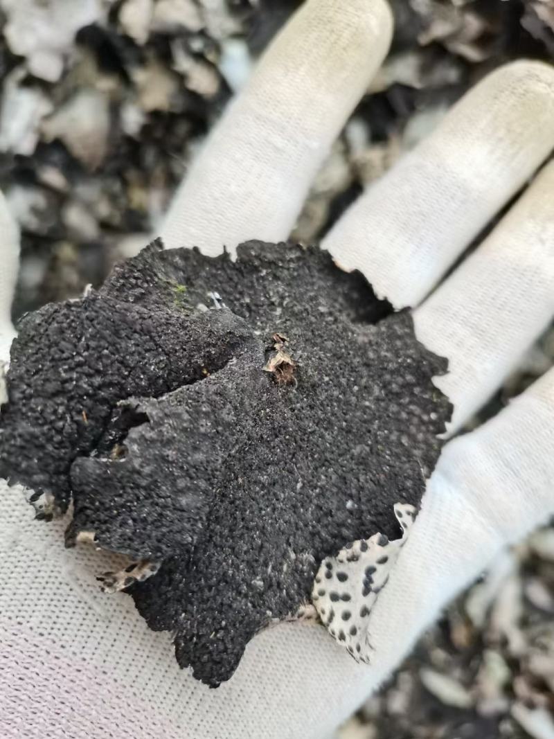 石耳，云南高山野生石耳菌，树石耳，云南石菇，产地一手货源