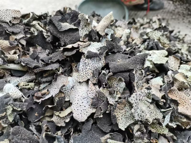 石耳，云南高山野生石耳菌，树石耳，云南石菇，产地一手货源