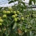 云南千亩蟠枣基地出售鲜果