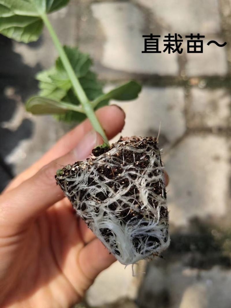 嫁接博洋九号甜瓜苗洋香瓜苗薄皮甜瓜厂家直销