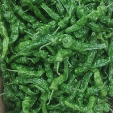 精品大黑皱皮辣椒小皱皮丑椒质量有保障产地直发