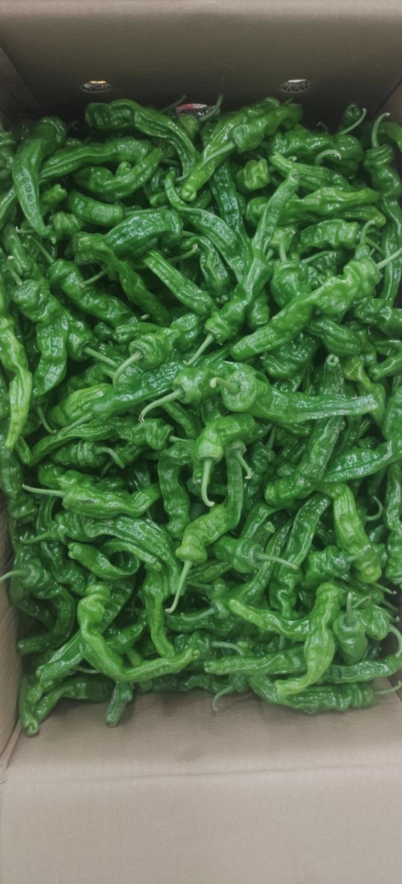 精品大黑皱皮辣椒小皱皮丑椒质量有保障产地直发
