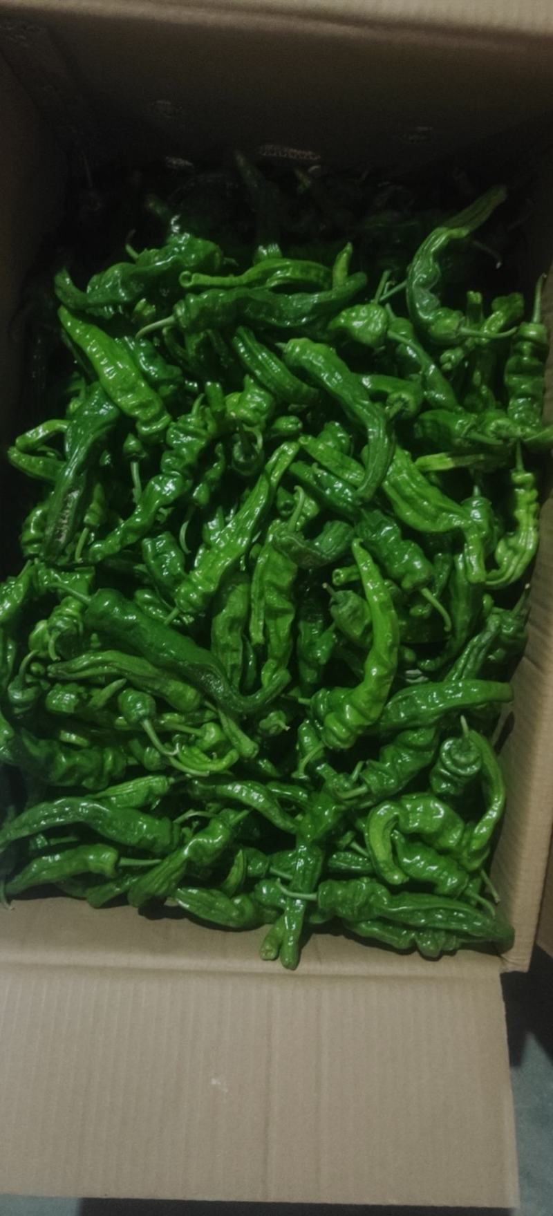 精品大黑皱皮辣椒小皱皮丑椒质量有保障产地直发