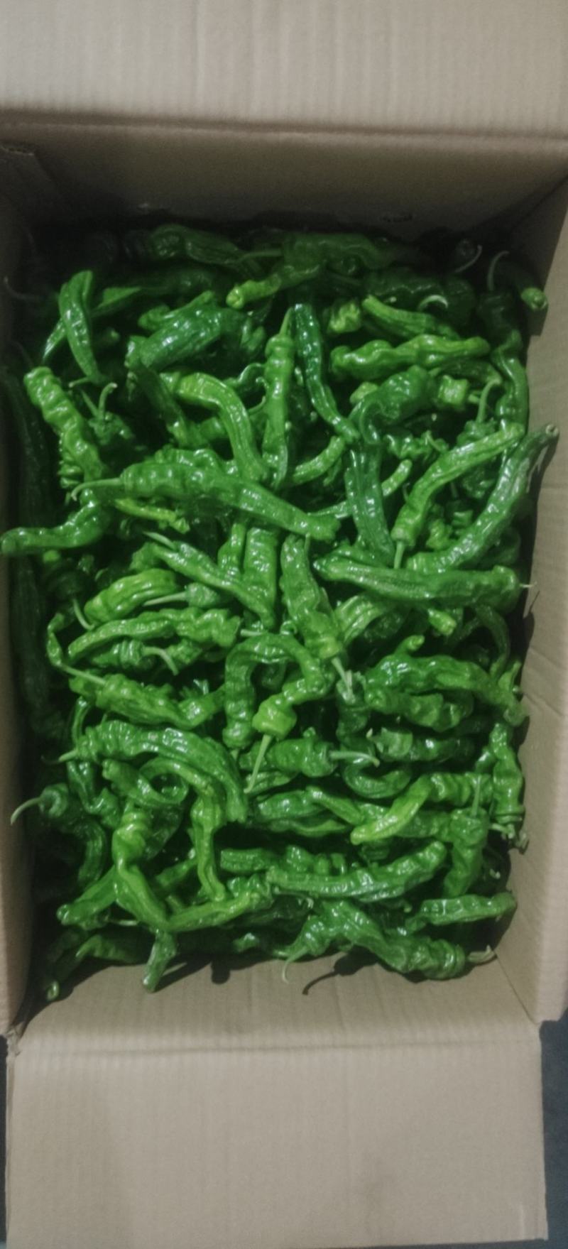 精品大黑皱皮辣椒小皱皮丑椒质量有保障产地直发