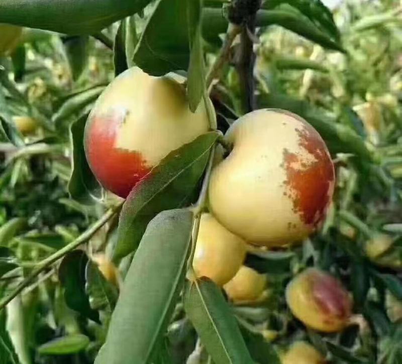 大荔冬枣