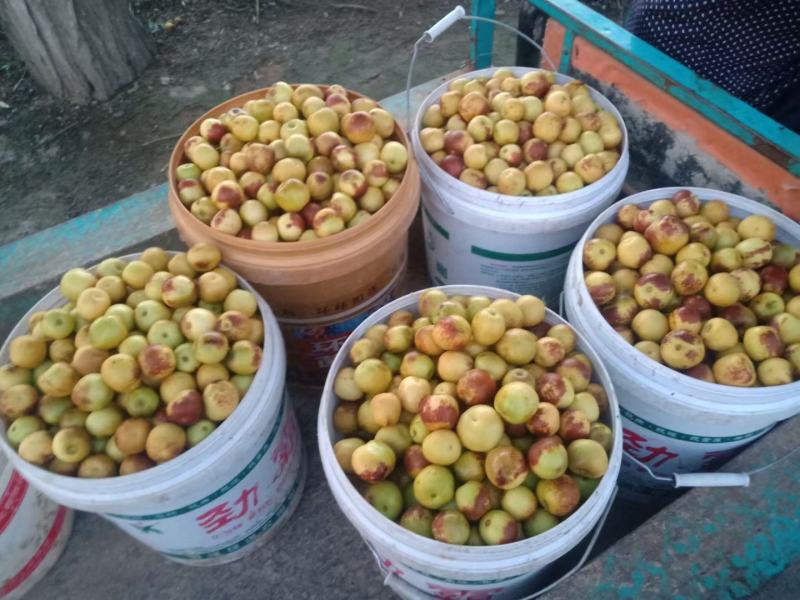 大荔冬枣