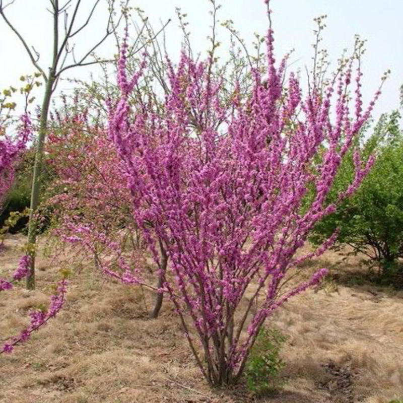 紫荆花种子加拿大紫荆洋紫荆种子巨紫荆种子紫荆花树种