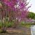 紫荆花种子加拿大紫荆洋紫荆种子巨紫荆种子紫荆花树种