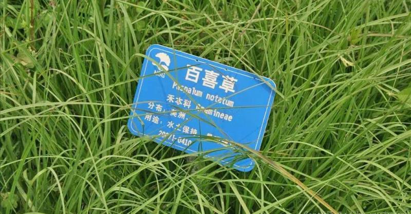 宽叶草种子耐旱草种工程绿化固坡护土耐旱草种