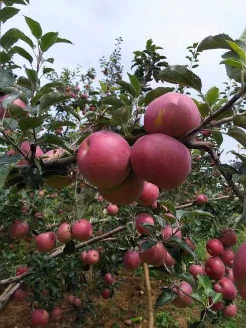昭通丑苹果糖心苹果火热上市大量批发品质保证