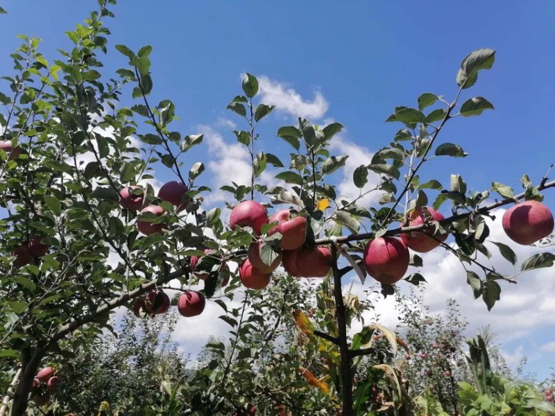 昭通丑苹果糖心苹果火热上市大量批发品质保证