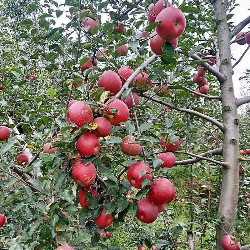 昭通丑苹果糖心苹果火热上市大量批发品质保证