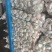 邳州新蒜分级蒜精品大蒜全国发货诚信经营