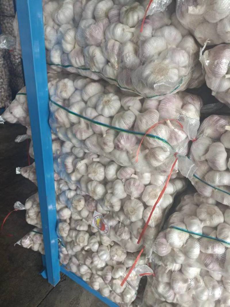 邳州新蒜分级蒜精品大蒜全国发货诚信经营