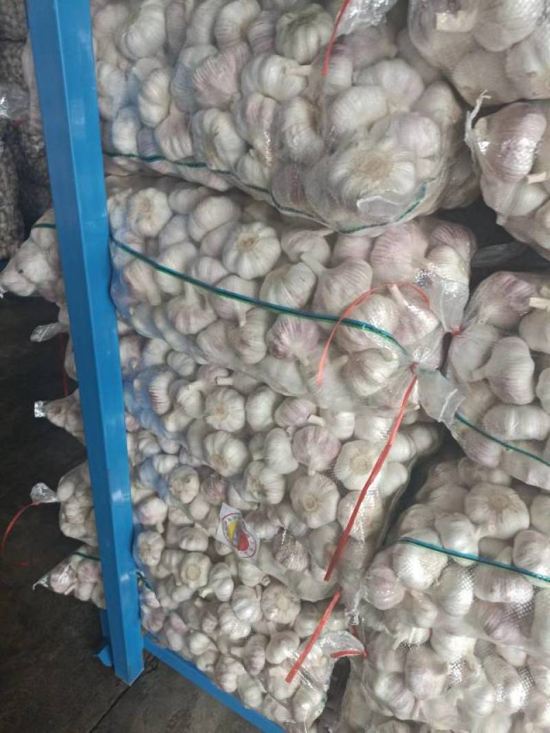 邳州新蒜分级蒜精品大蒜全国发货诚信经营