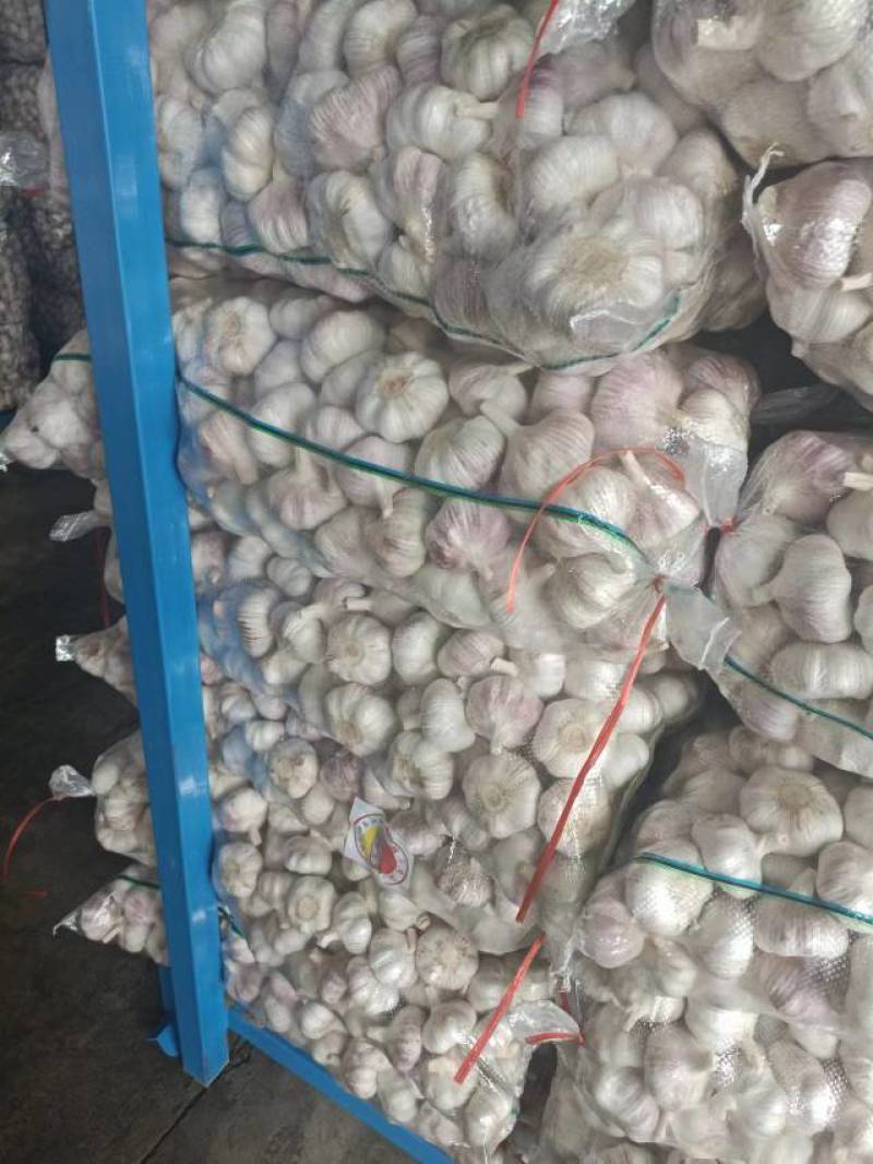 邳州新蒜分级蒜精品大蒜全国发货诚信经营