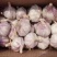 邳州新蒜分级蒜精品大蒜全国发货诚信经营