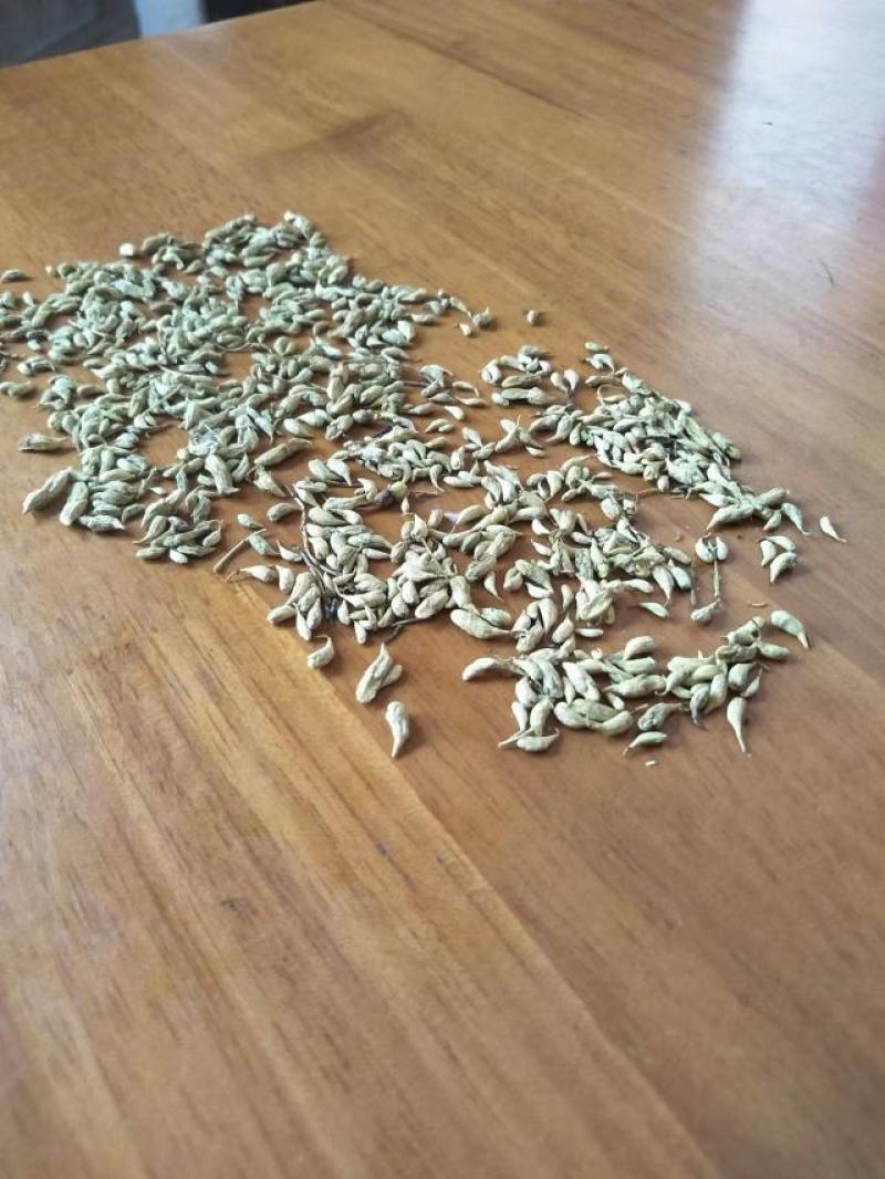槐米