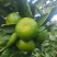 橘子